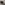 Skipton Clothes Brush in Black